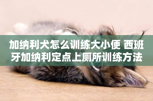 加納利犬怎么訓練大小便 西班牙加納利定點上廁所訓練方法