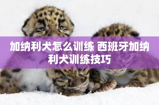加納利犬怎么訓練 西班牙加納利犬訓練技巧
