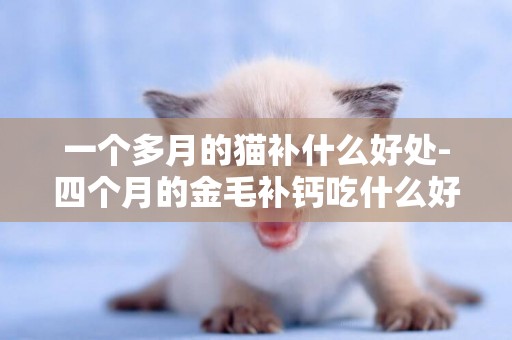 一個多月的貓補什么好處-四個月的金毛補鈣吃什么好