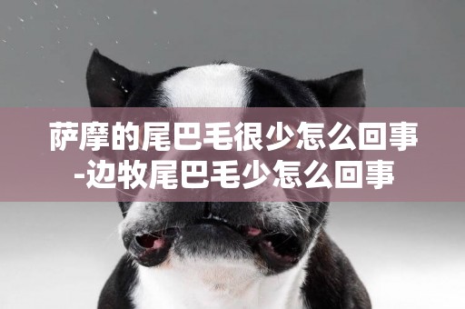 薩摩的尾巴毛很少怎么回事-邊牧尾巴毛少怎么回事