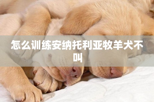 怎么訓練安納托利亞牧羊犬不叫
