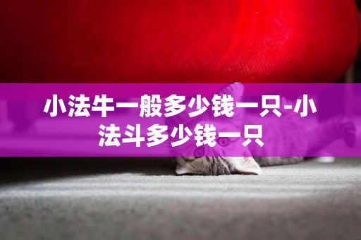 小法牛一般多少錢一只-小法斗多少錢一只
