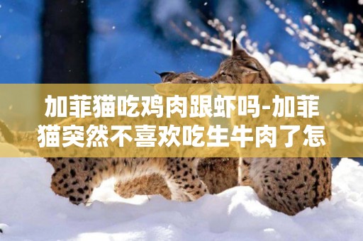 加菲貓吃雞肉跟蝦嗎-加菲貓突然不喜歡吃生牛肉了怎么辦