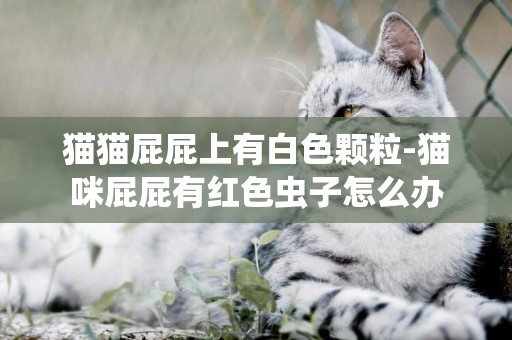 貓貓屁屁上有白色顆粒-貓咪屁屁有紅色蟲子怎么辦