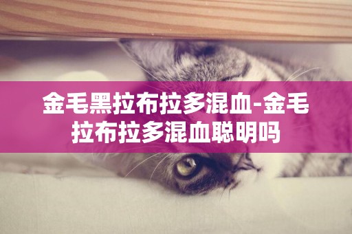 金毛黑拉布拉多混血-金毛拉布拉多混血聰明嗎