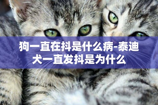 狗一直在抖是什么病-泰迪犬一直發抖是為什么
