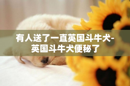有人送了一直英國斗牛犬-英國斗牛犬便秘了