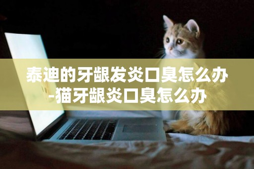 泰迪的牙齦發炎口臭怎么辦-貓牙齦炎口臭怎么辦