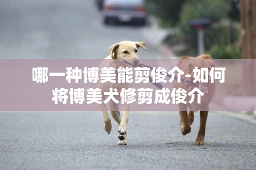 哪一種博美能剪俊介-如何將博美犬修剪成俊介