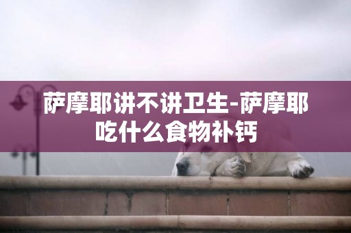 薩摩耶講不講衛生-薩摩耶吃什么食物補鈣
