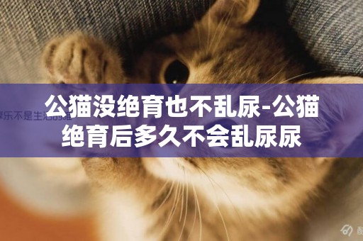 公貓沒絕育也不亂尿-公貓絕育后多久不會亂尿尿