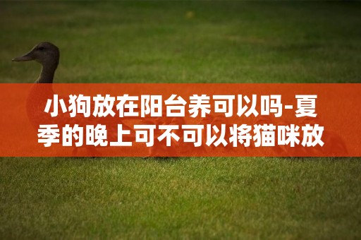 小狗放在陽臺養可以嗎-夏季的晚上可不可以將貓咪放在陽臺上