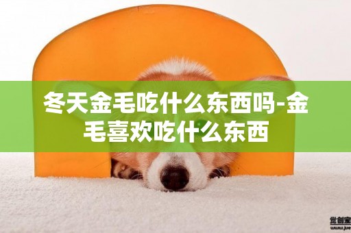 冬天金毛吃什么東西嗎-金毛喜歡吃什么東西