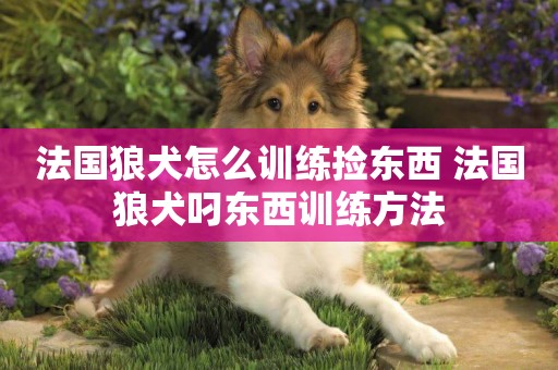 法國狼犬怎么訓練撿東西 法國狼犬叼東西訓練方法