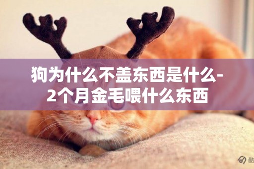 狗為什么不蓋東西是什么-2個月金毛喂什么東西