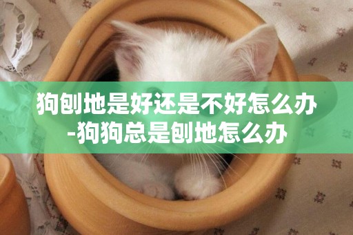 狗刨地是好還是不好怎么辦-狗狗總是刨地怎么辦