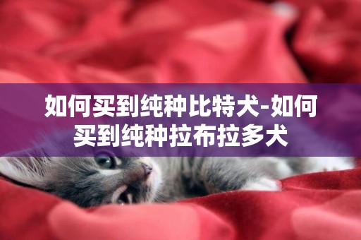 如何買到純種比特犬-如何買到純種拉布拉多犬