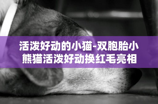 活潑好動的小貓-雙胞胎小熊貓活潑好動換紅毛亮相