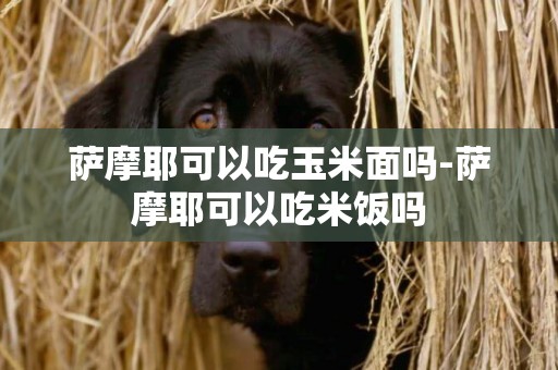 薩摩耶可以吃玉米面嗎-薩摩耶可以吃米飯嗎