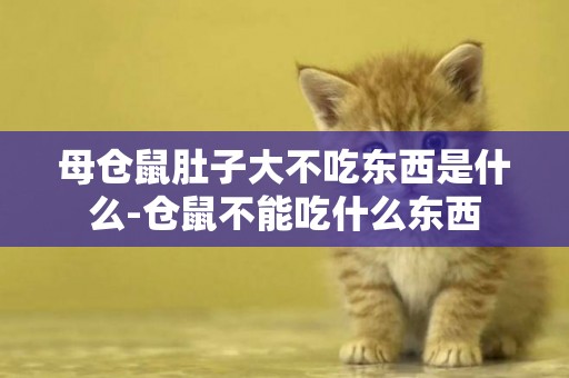母倉鼠肚子大不吃東西是什么-倉鼠不能吃什么東西
