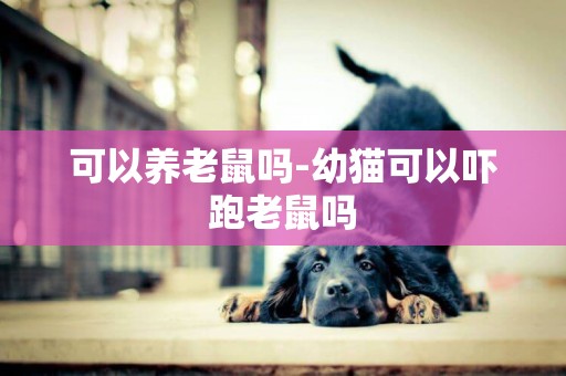 可以養老鼠嗎-幼貓可以嚇跑老鼠嗎