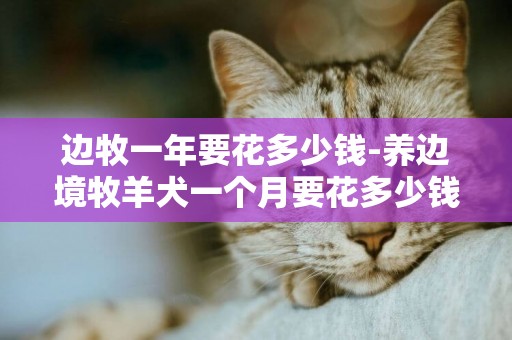 邊牧一年要花多少錢-養邊境牧羊犬一個月要花多少錢