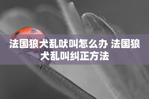 法國狼犬亂吠叫怎么辦 法國狼犬亂叫糾正方法