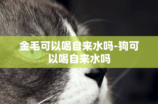 金毛可以喝自來水嗎-狗可以喝自來水嗎
