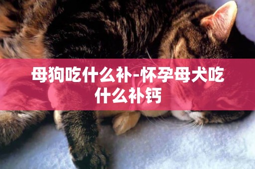 母狗吃什么補-懷孕母犬吃什么補鈣
