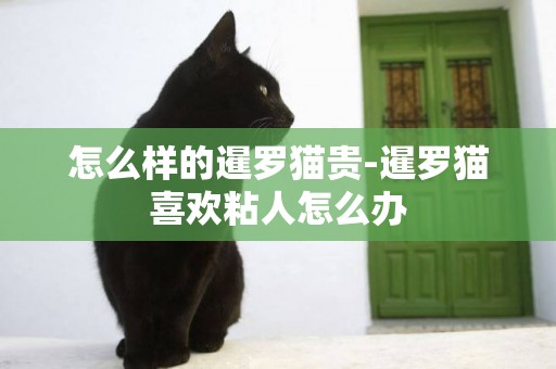 怎么樣的暹羅貓貴-暹羅貓喜歡粘人怎么辦