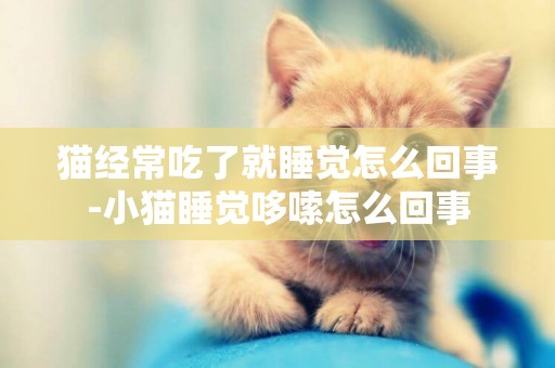 貓經常吃了就睡覺怎么回事-小貓睡覺哆嗦怎么回事