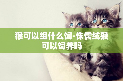 猴可以組什么飼-侏儒絨猴可以飼養嗎