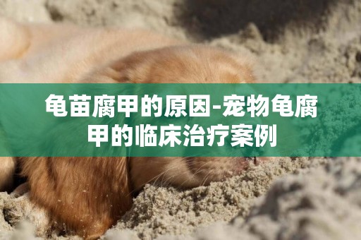 龜苗腐甲的原因-寵物龜腐甲的臨床治療案例