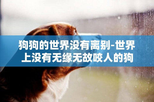 狗狗的世界沒有離別-世界上沒有無緣無故咬人的狗