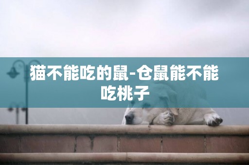 貓不能吃的鼠-倉鼠能不能吃桃子