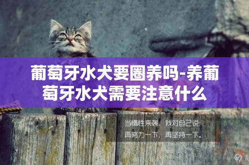 葡萄牙水犬要圈養嗎-養葡萄牙水犬需要注意什么