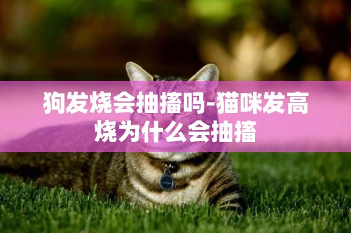 狗發燒會抽搐嗎-貓咪發高燒為什么會抽搐