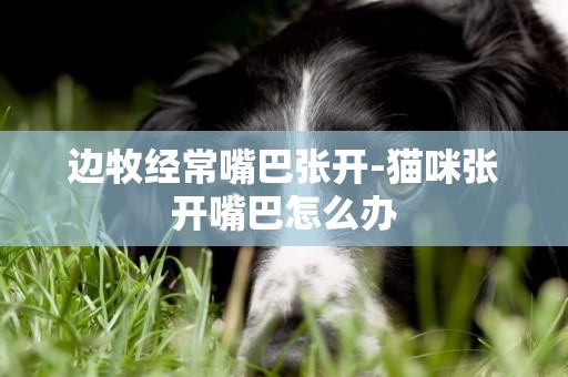邊牧經常嘴巴張開-貓咪張開嘴巴怎么辦
