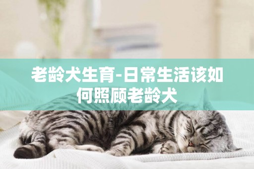 老齡犬生育-日常生活該如何照顧老齡犬