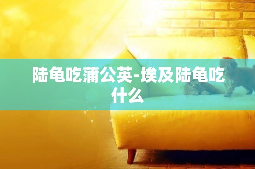 陸龜吃蒲公英-埃及陸龜吃什么