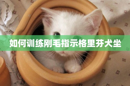 如何訓練剛毛指示格里芬犬坐