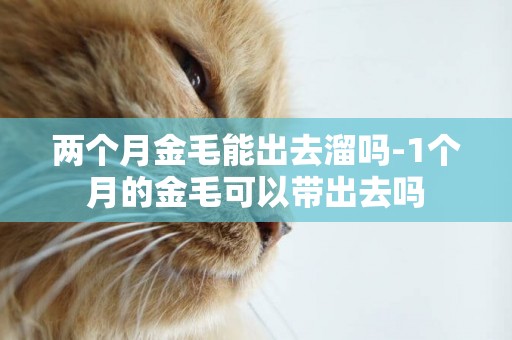 兩個月金毛能出去溜嗎-1個月的金毛可以帶出去嗎