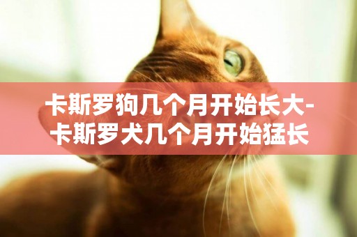 卡斯羅狗幾個月開始長大-卡斯羅犬幾個月開始猛長