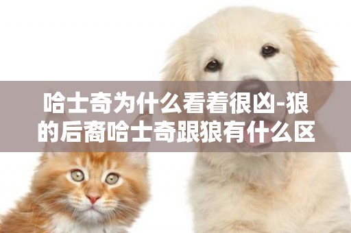 哈士奇為什么看著很兇-狼的后裔哈士奇跟狼有什么區別