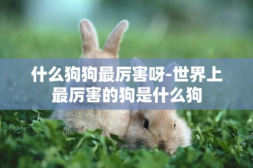 什么狗狗最厲害呀-世界上最厲害的狗是什么狗
