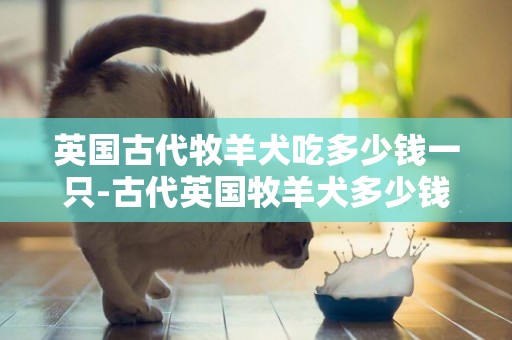 英國古代牧羊犬吃多少錢一只-古代英國牧羊犬多少錢