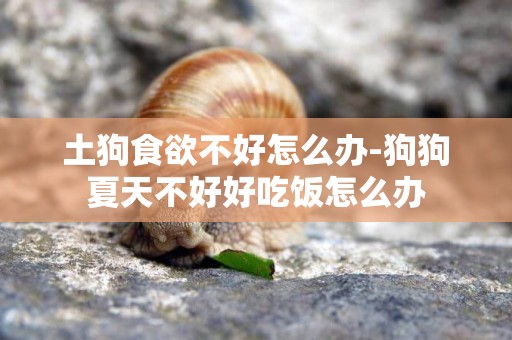 土狗食欲不好怎么辦-狗狗夏天不好好吃飯怎么辦