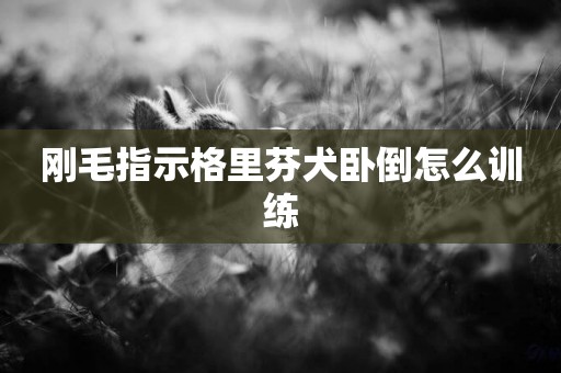剛毛指示格里芬犬臥倒怎么訓練