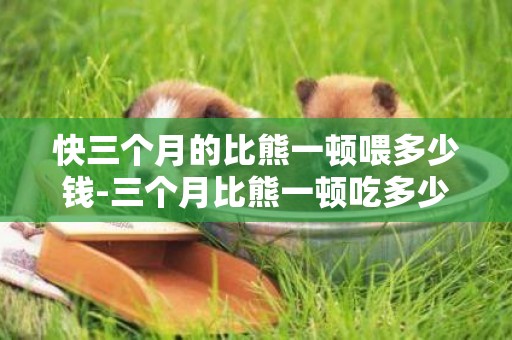 快三個月的比熊一頓喂多少錢-三個月比熊一頓吃多少狗糧