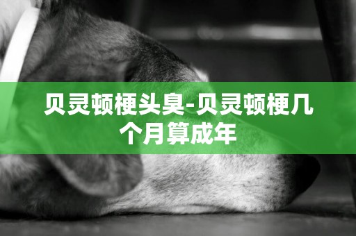 貝靈頓梗頭臭-貝靈頓梗幾個月算成年